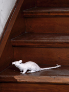 Foto: Ratte auf der Treppe des Alten Museums in Geilenkirchen 2014