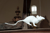 Foto: Ratte auf der Kanzel von De Kopermolen in Vaals 2014