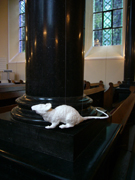 Foto: Ratte am Pfeiler in der Finkenbergkirche in Stolberg